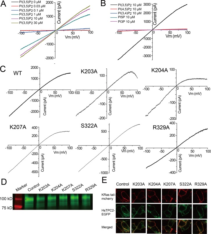 Figure 4—figure supplement 1.