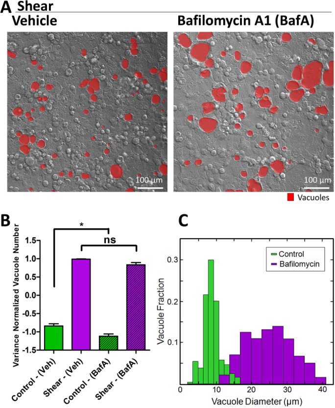 FIGURE 5: