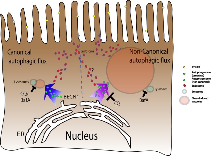 FIGURE 9: