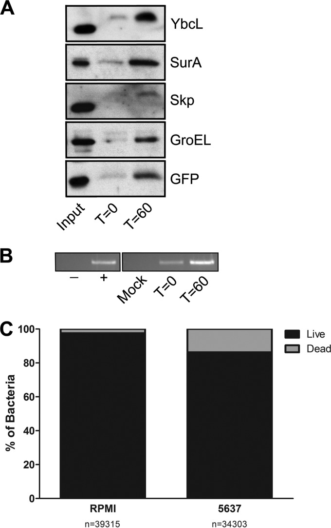 FIG 6