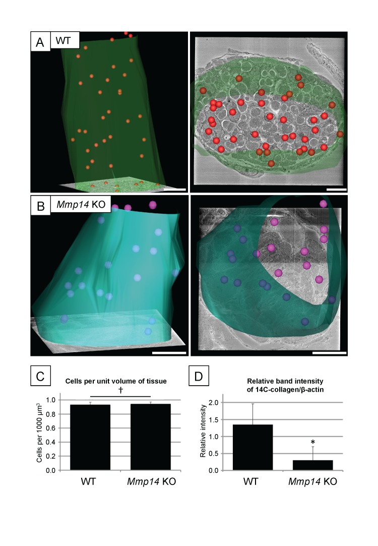 Figure 1—figure supplement 1.