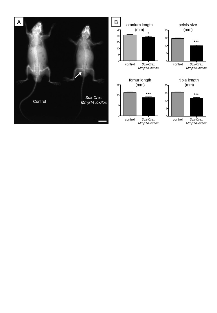 Figure 4—figure supplement 2.