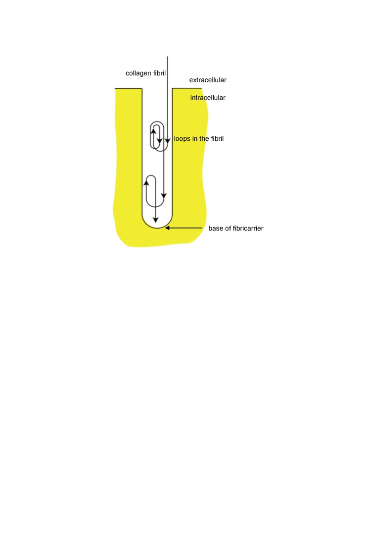 Figure 2—figure supplement 2.