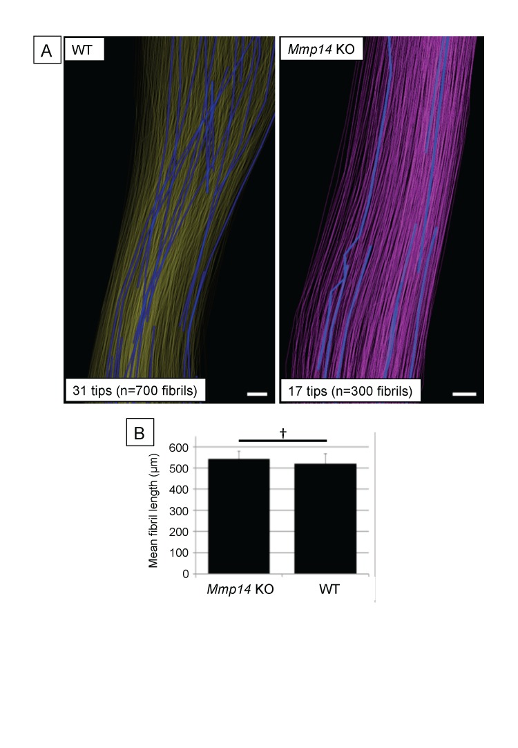 Figure 3—figure supplement 2.