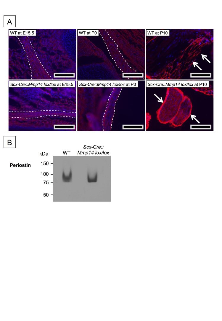 Figure 6—figure supplement 1.