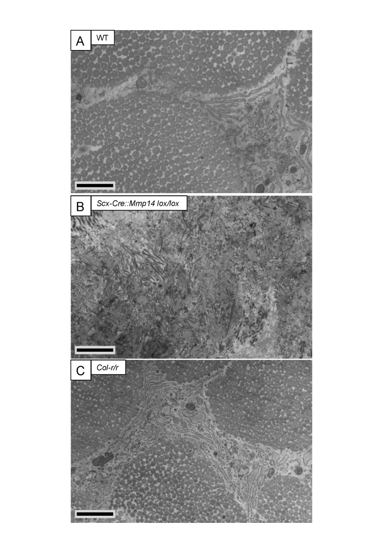 Figure 5—figure supplement 1.