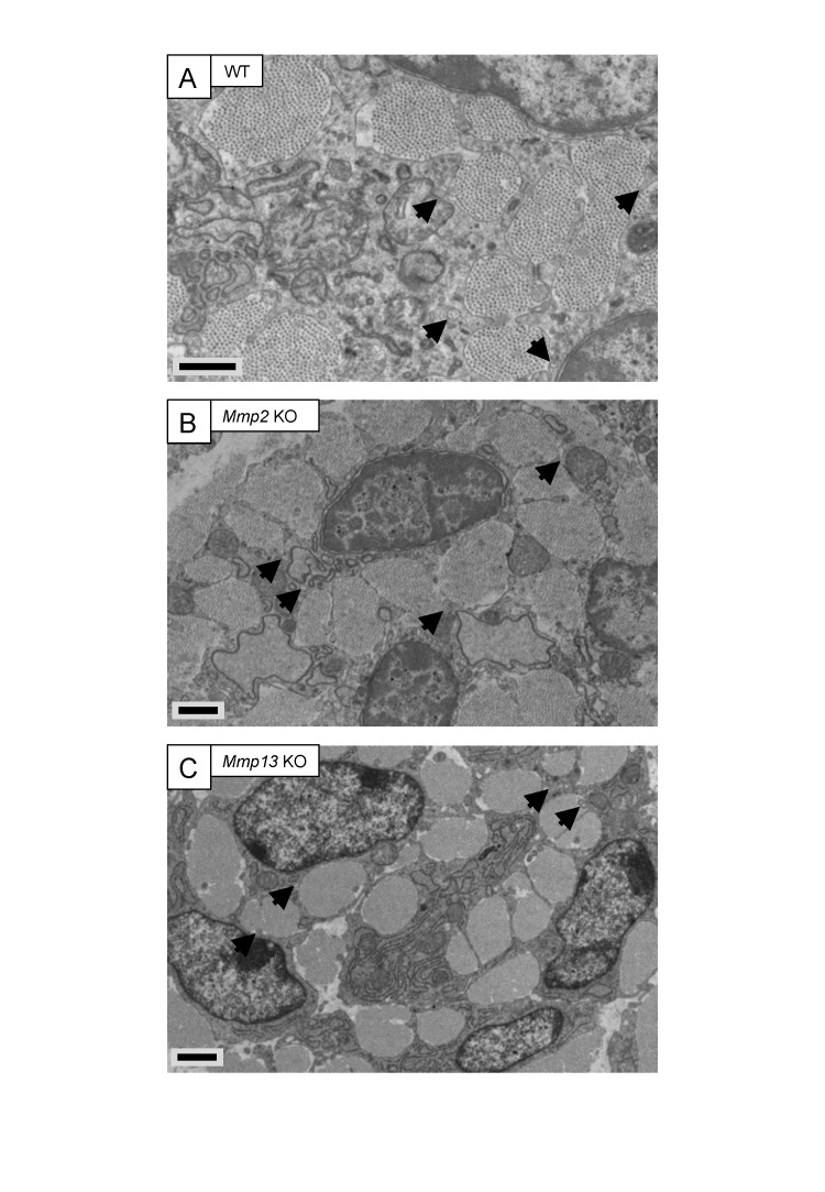 Figure 3—figure supplement 1.