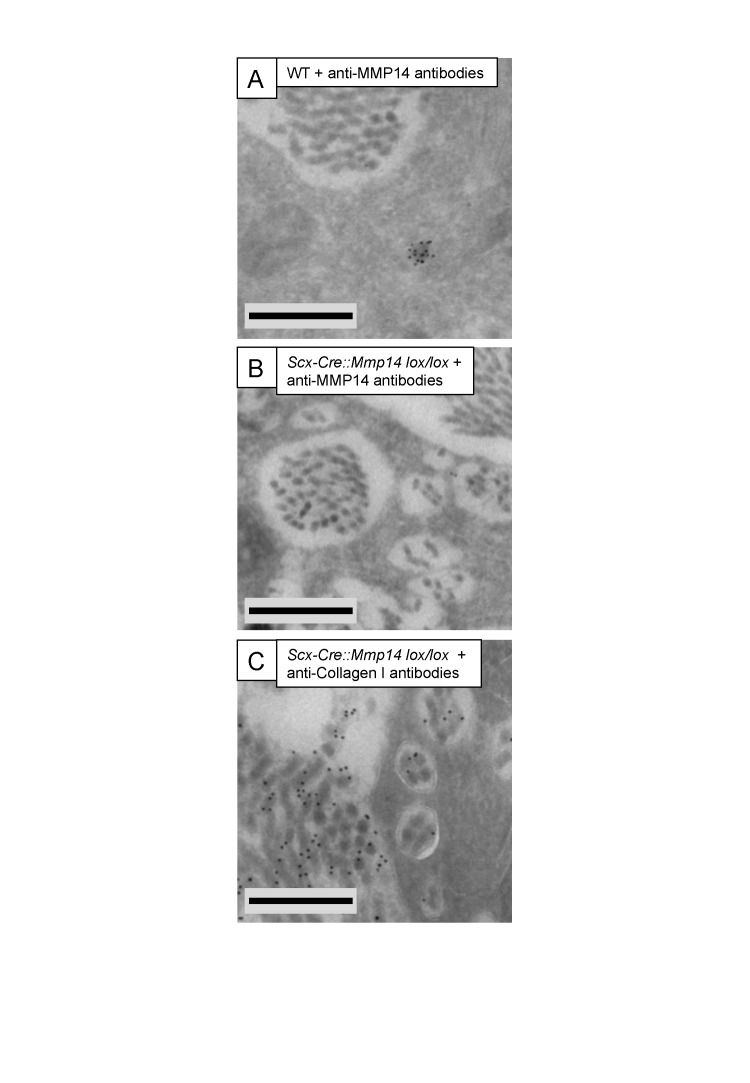 Figure 5—figure supplement 2.