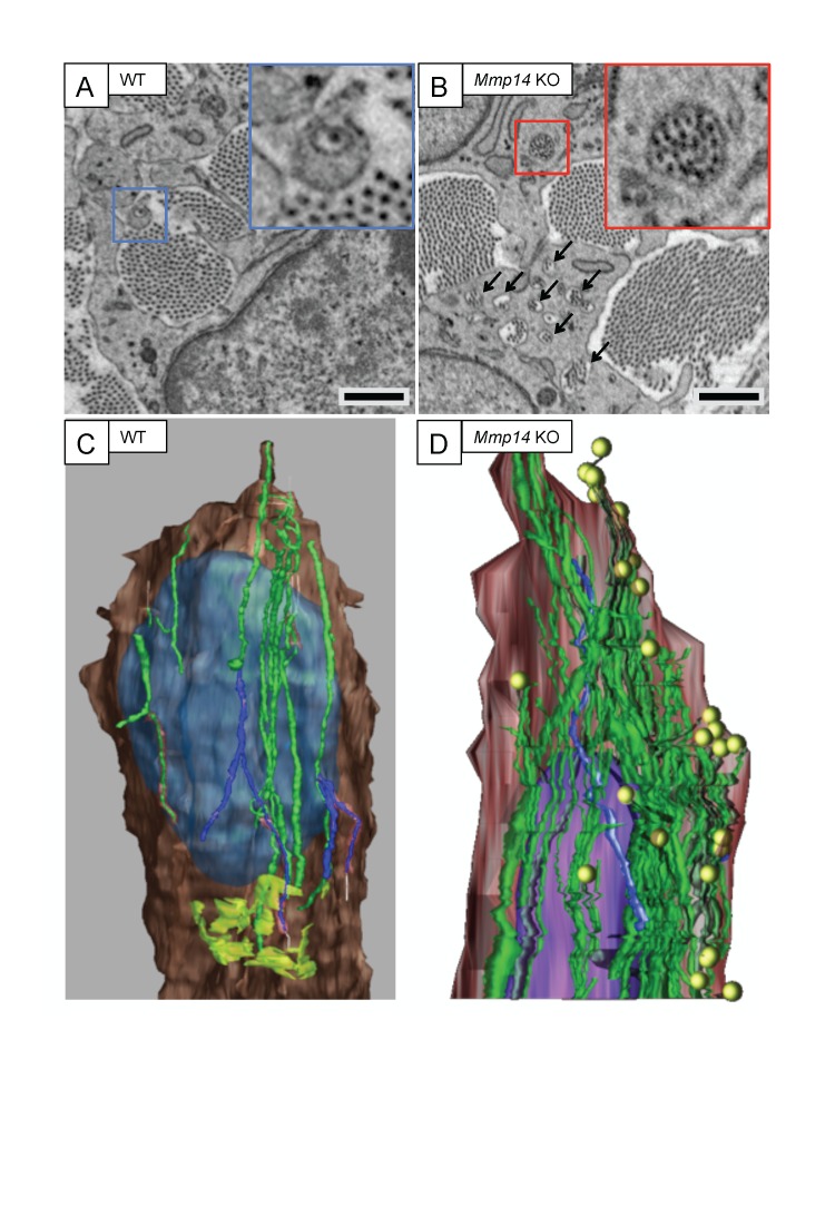 Figure 2—figure supplement 1.