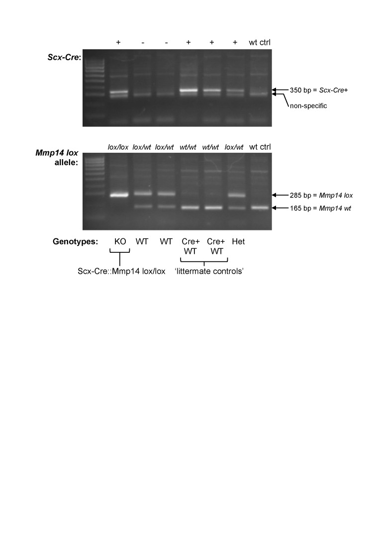 Figure 4—figure supplement 1.