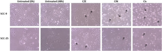 FIGURE 2