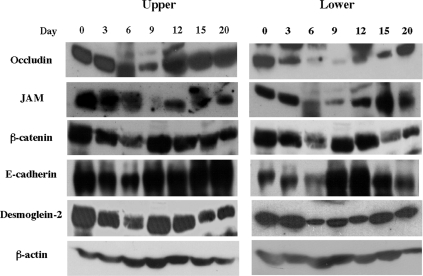 FIG. 7.