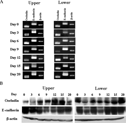 FIG. 8.