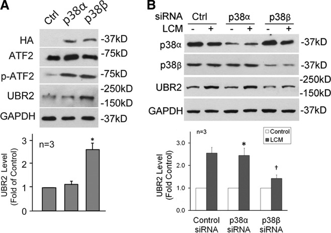 Signaling Mechanism Of Tumor Cell-induced Up-regulation Of E3 Ubiquitin 