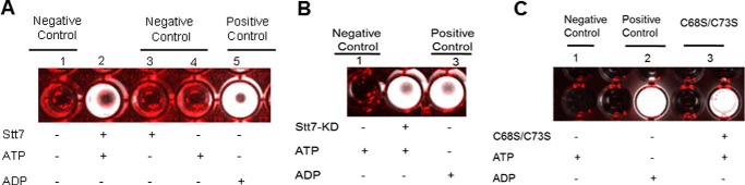 FIGURE 5.