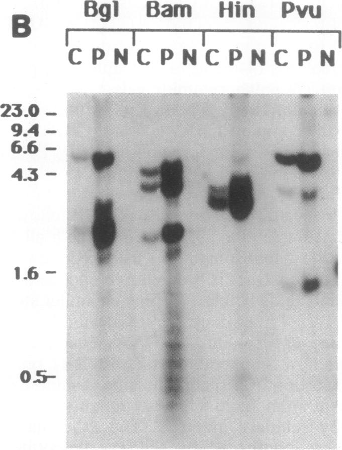 graphic file with name pnas01061-0264-b.jpg