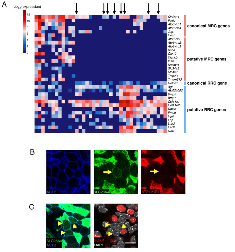 Figure 2—figure supplement 2.