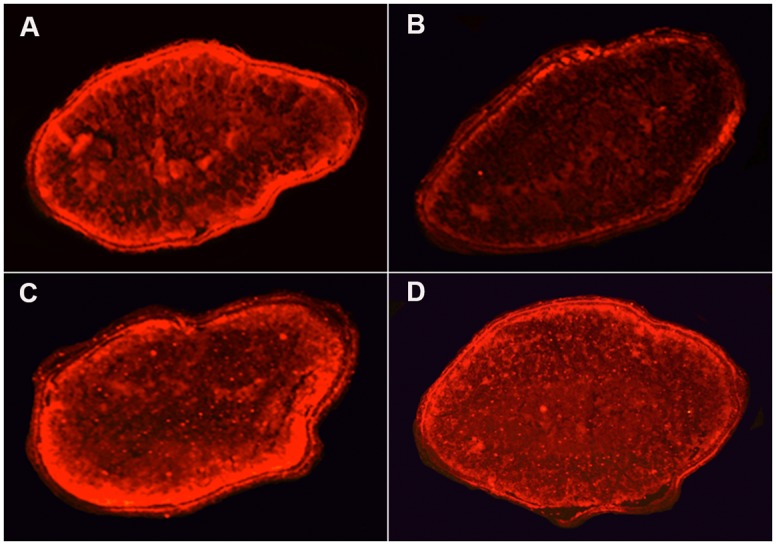 Fig 6