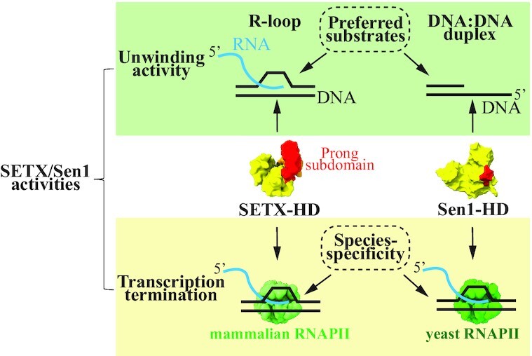 Graphical Abstract