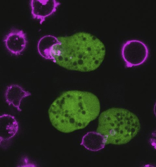 graphic file with name pnas.1912252116fig01.jpg