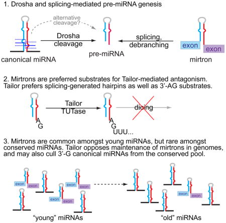 graphic file with name nihms707428u1.jpg