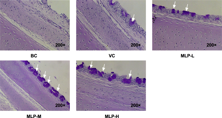 Figure 5