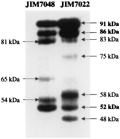 FIG. 5