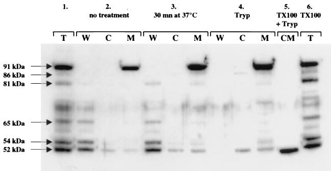 FIG. 7