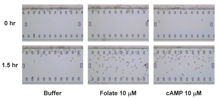 Figure 1—figure supplement 1.