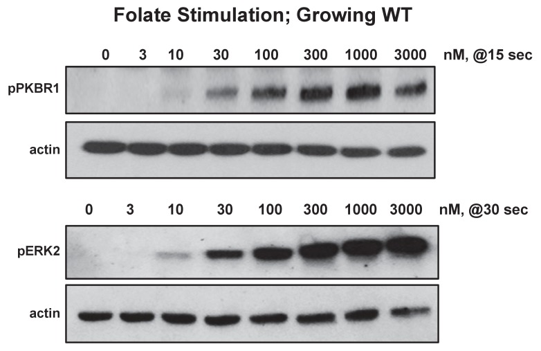 Figure 6—figure supplement 1.