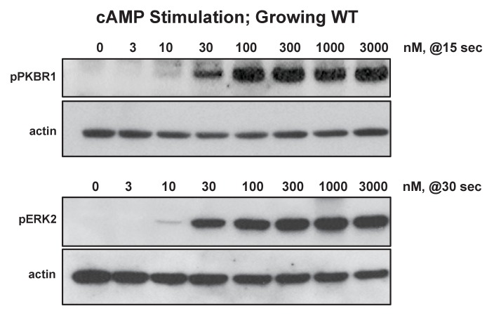 Figure 6—figure supplement 2.