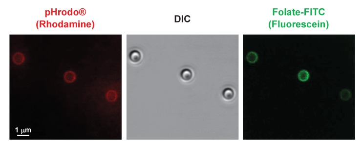 Figure 9—figure supplement 2.