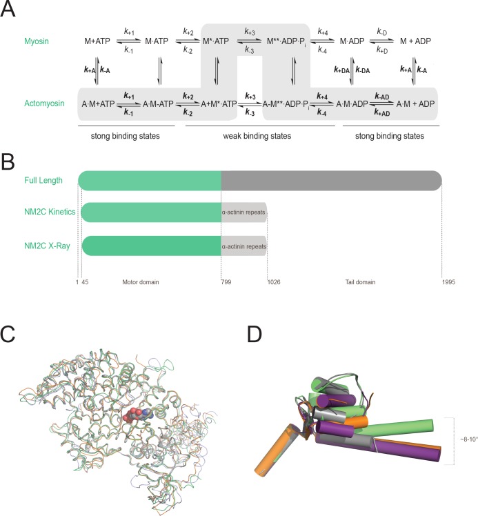 Figure 1—figure supplement 1.