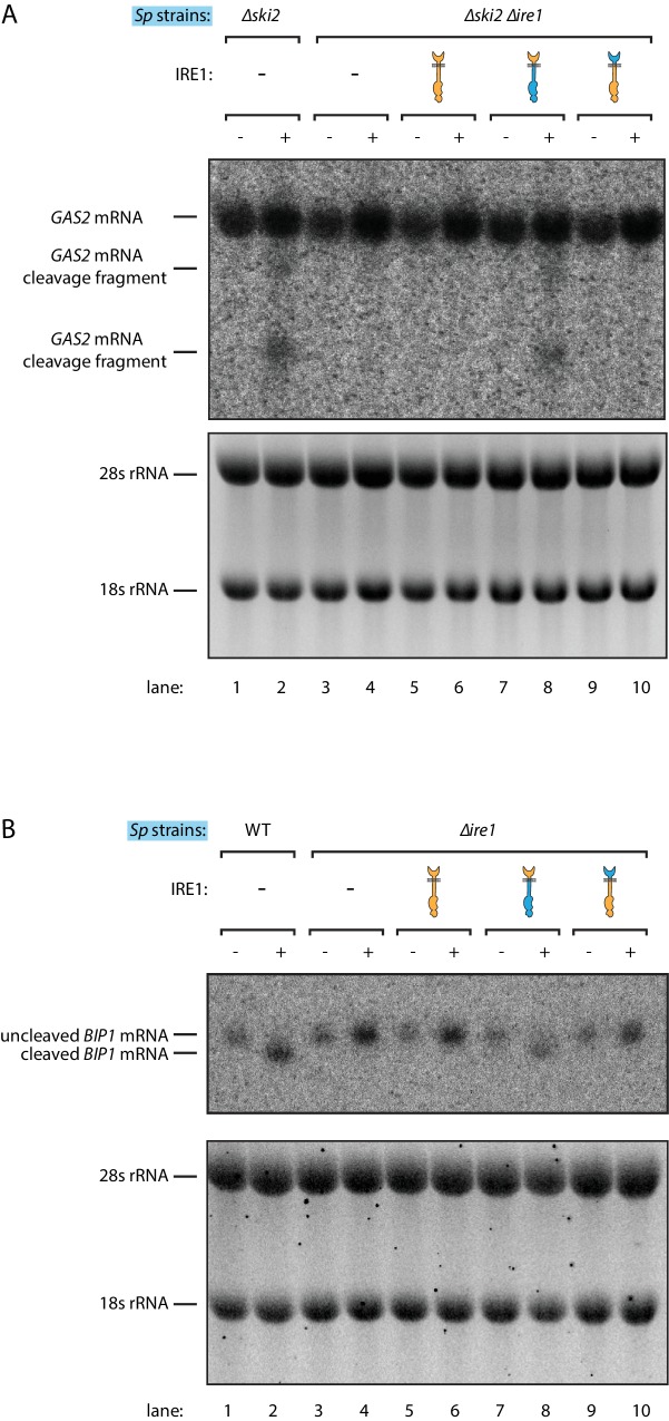 Figure 1—figure supplement 1.