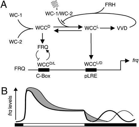 Fig. 6.