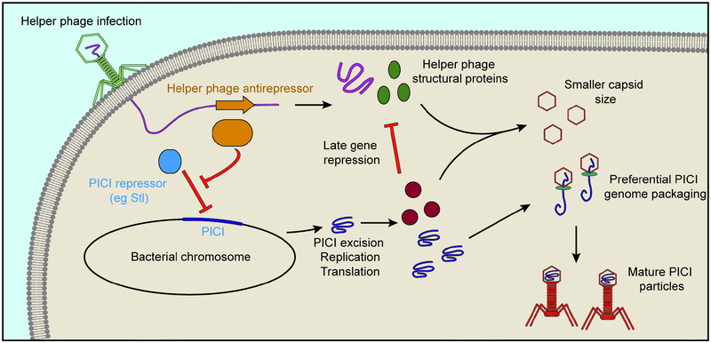 Figure 5.