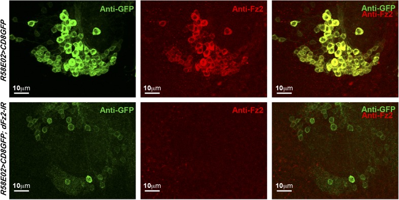 Figure 2—figure supplement 2.