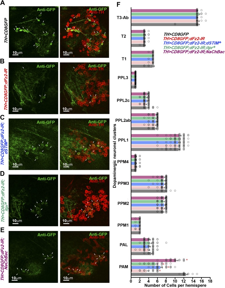 Figure 5—figure supplement 2.