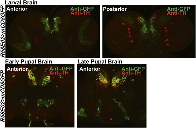 Figure 2—figure supplement 3.