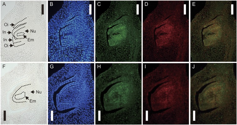 Fig. 3.