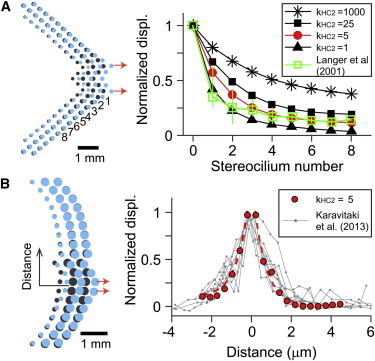 Underestimated Sensitivity of Mammalian Cochlear Hair Cells Due to ...