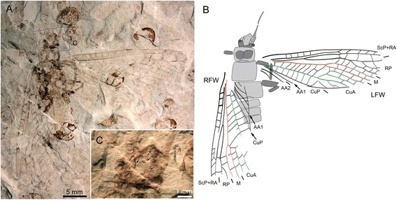 Fig. 7