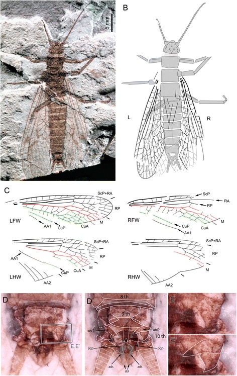 Fig. 2