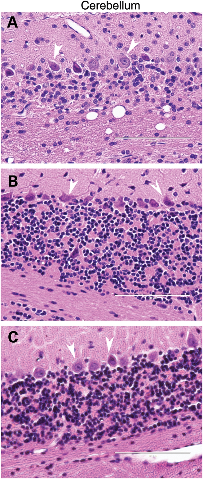 Figure 5.