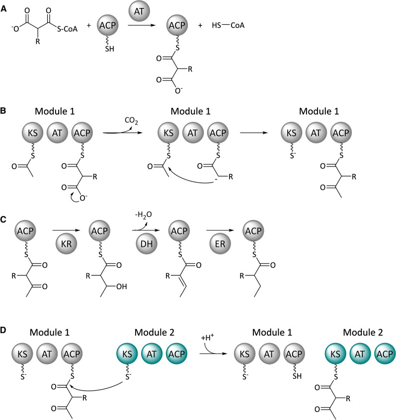 Fig. 1