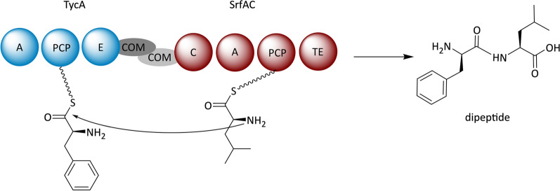 Fig. 8