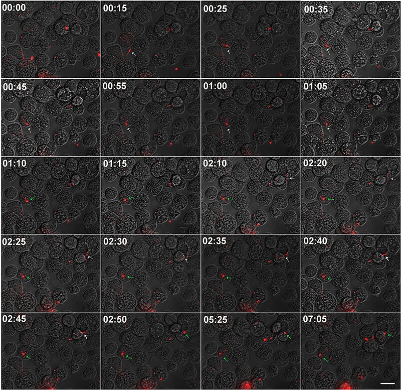 Figure 4.