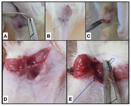 FIGURE 1