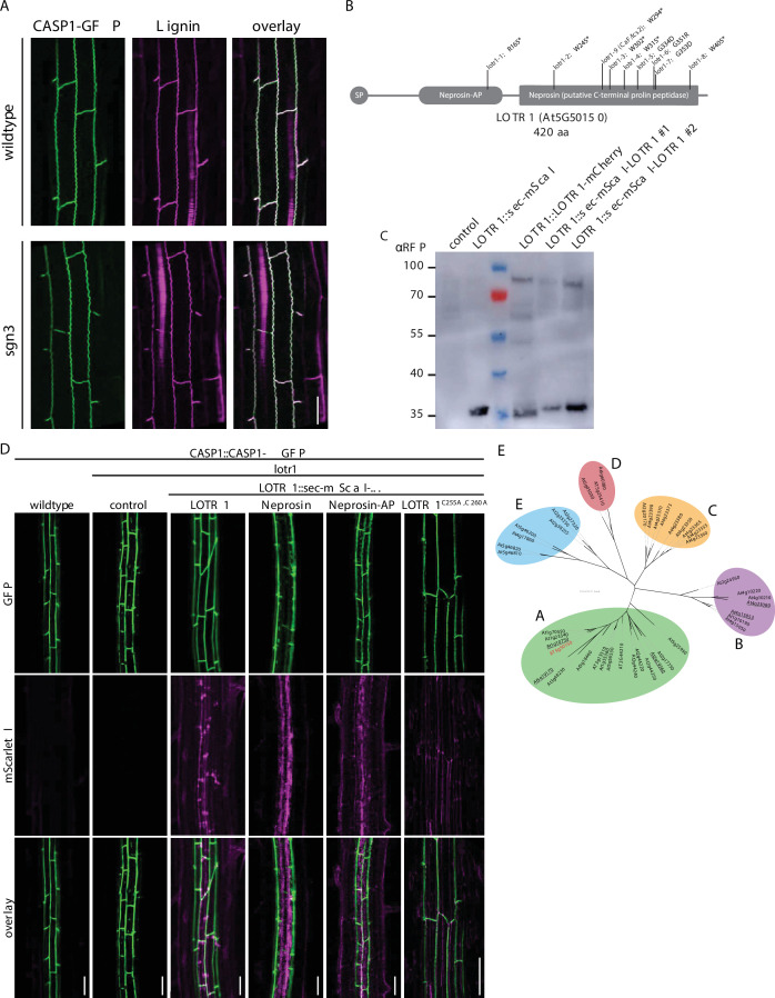 Figure 4—figure supplement 1.