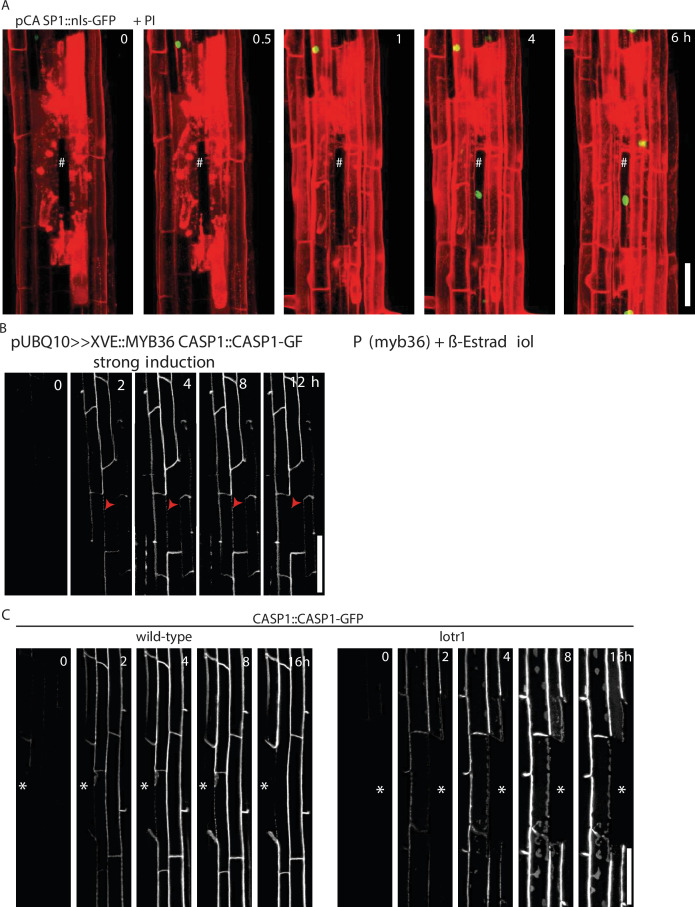 Figure 3—figure supplement 1.